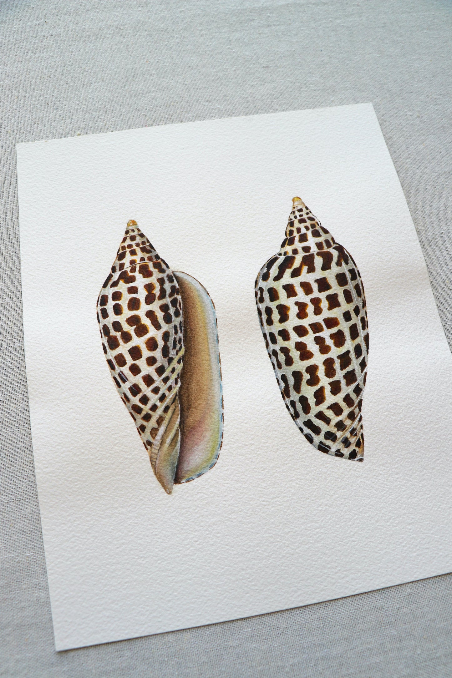 Junonia | Original Painting