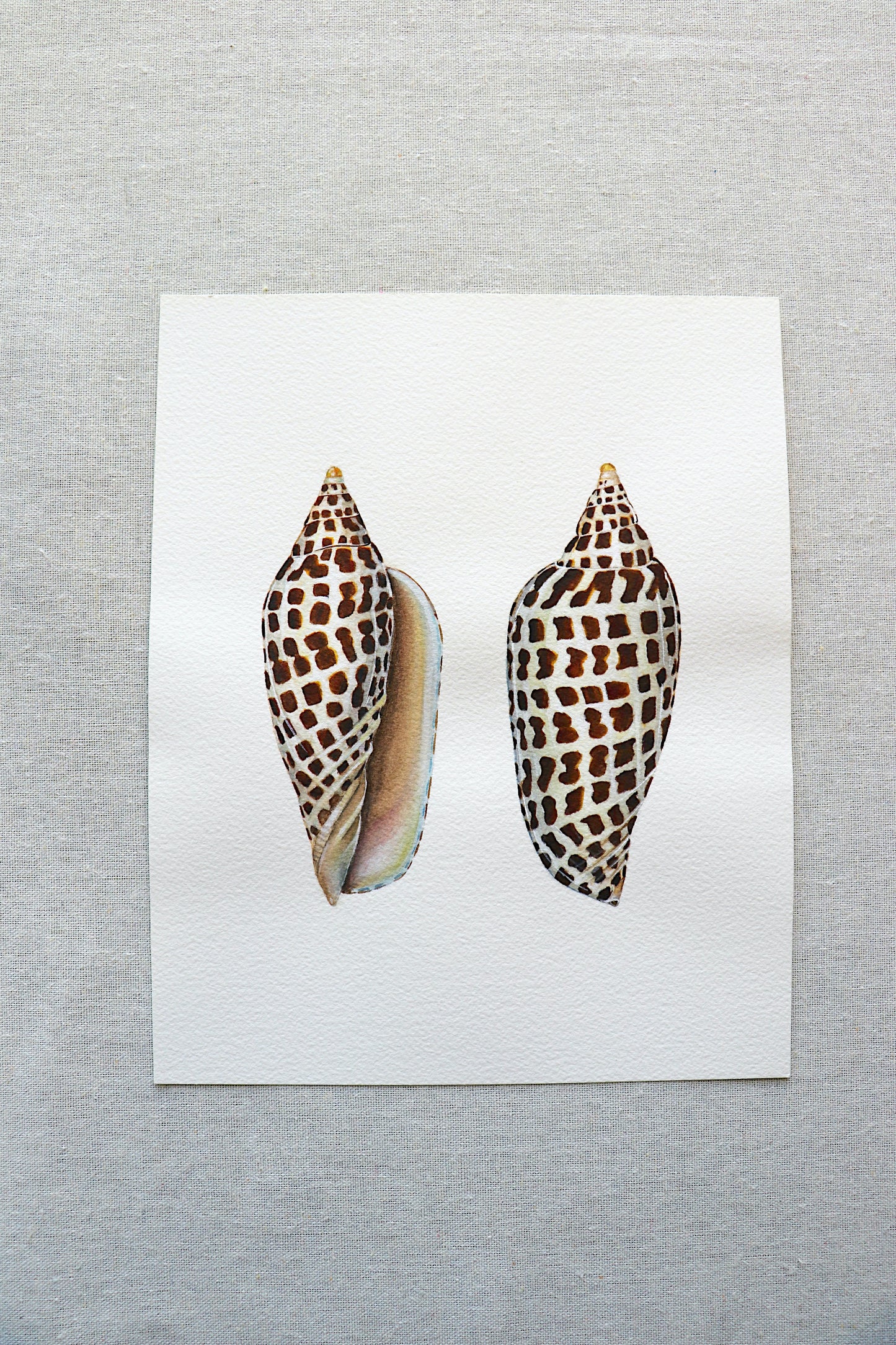 Junonia | Original Painting