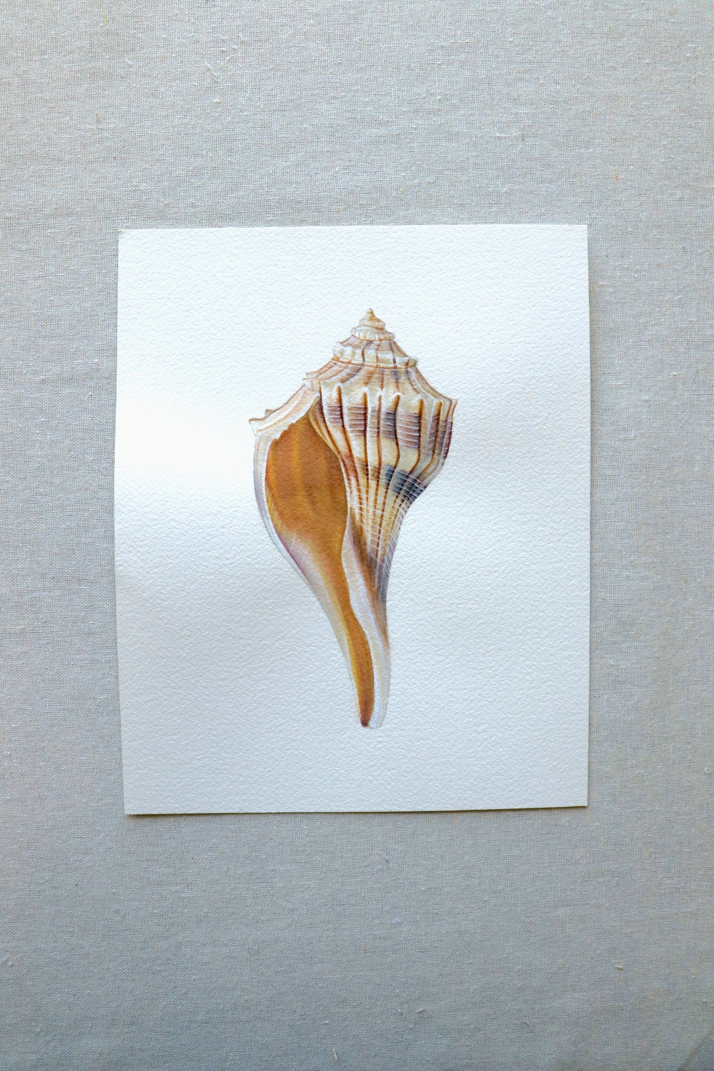 Lightning Whelk | Original Painting
