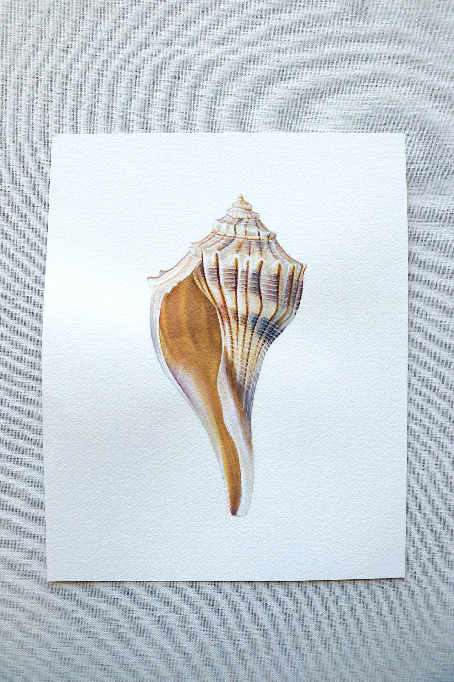 Lightning Whelk | Original Painting