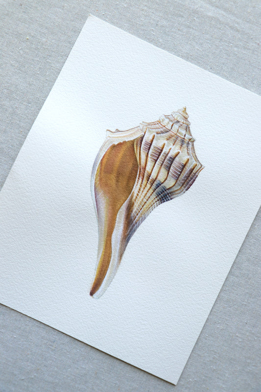 Lightning Whelk | Original Painting