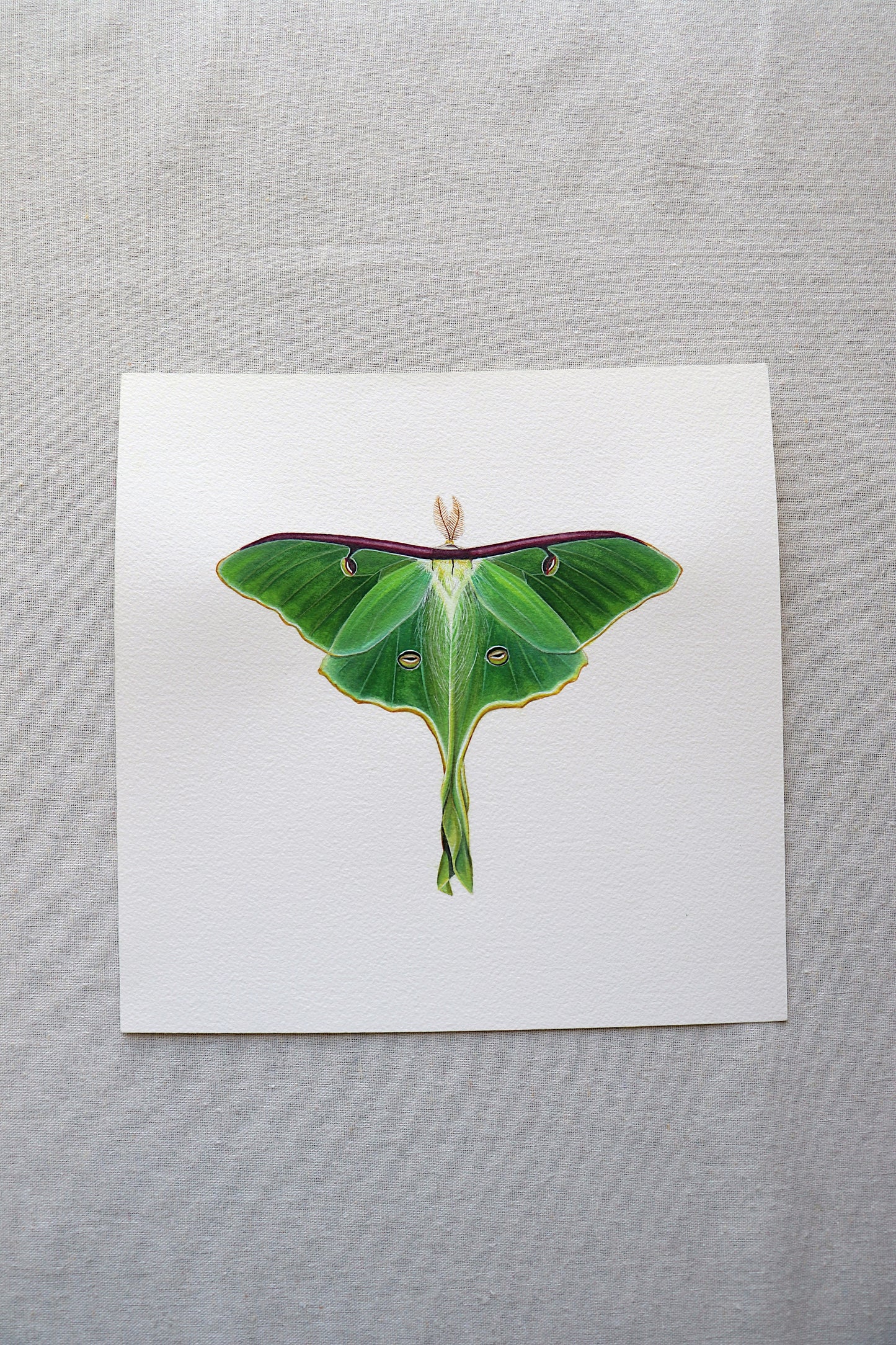 Luna Moth | Original Painting
