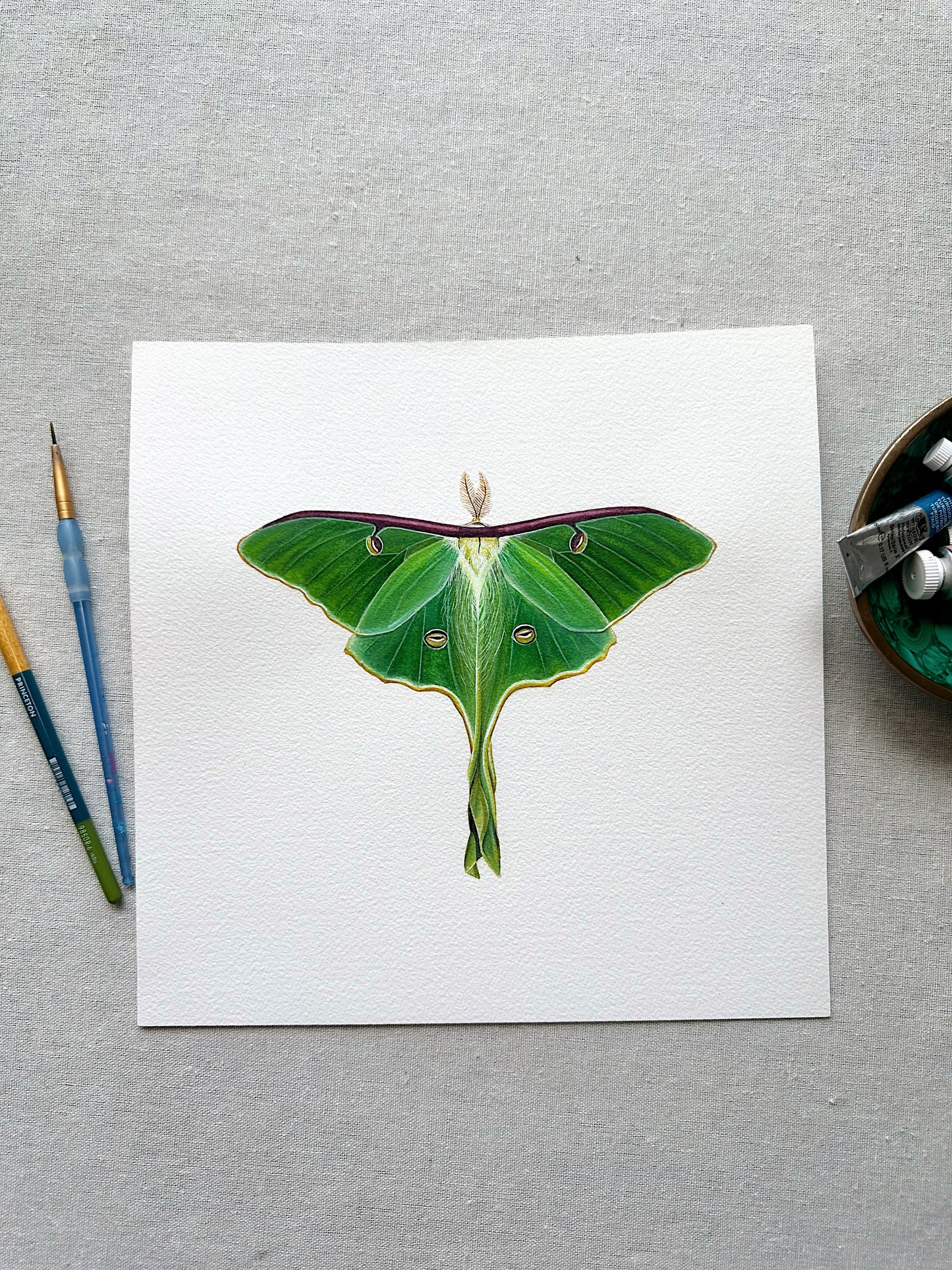 Luna Moth | Original Painting