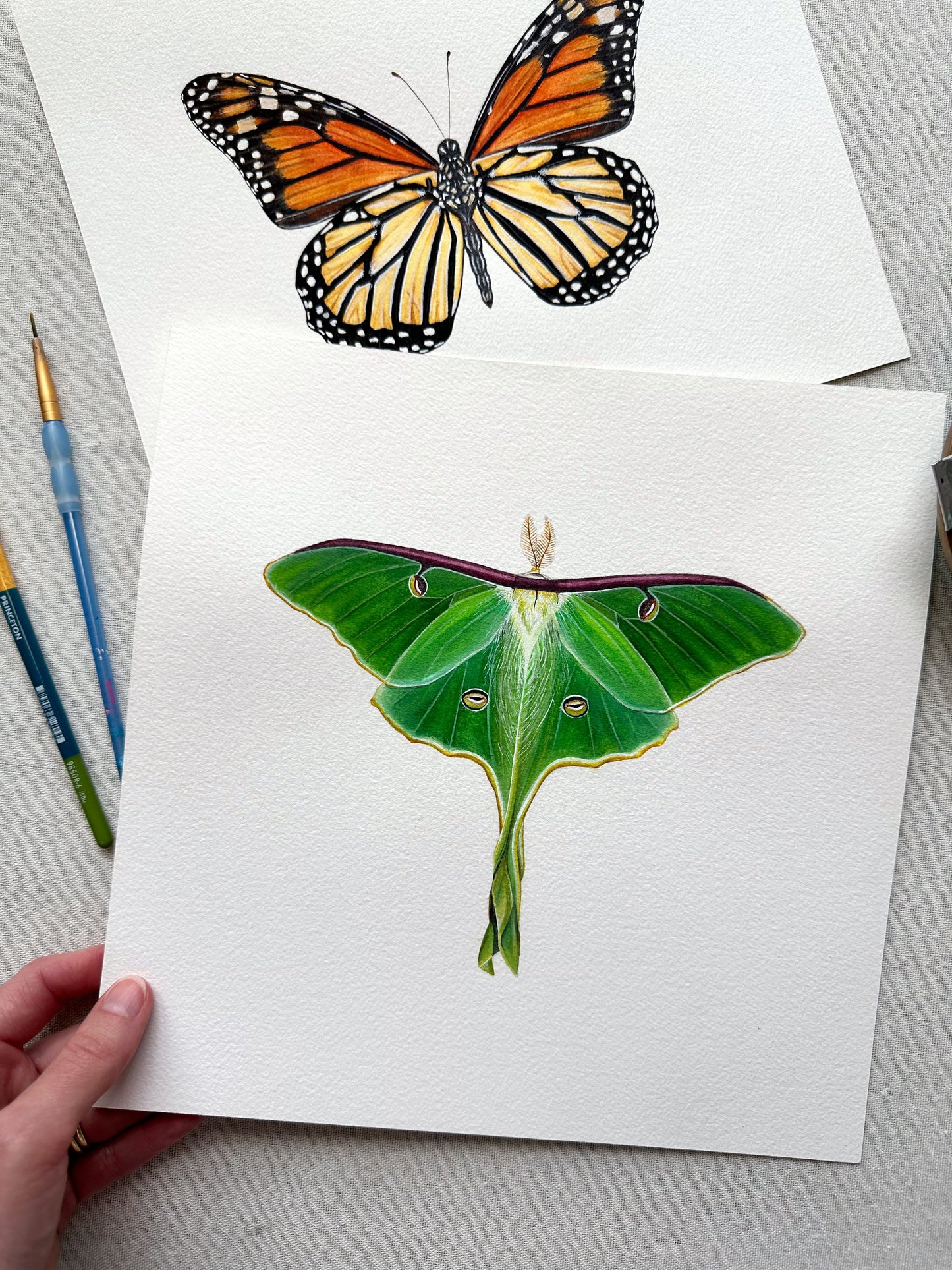 Luna Moth | Original Painting