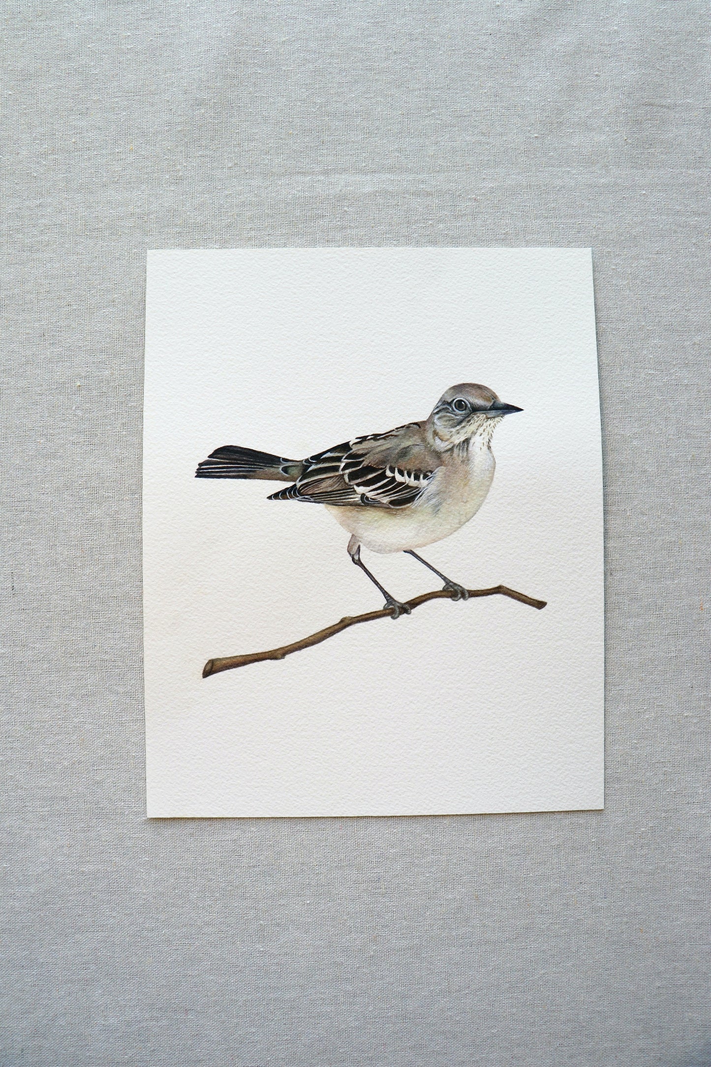 Northern Mockingbird | Original Painting
