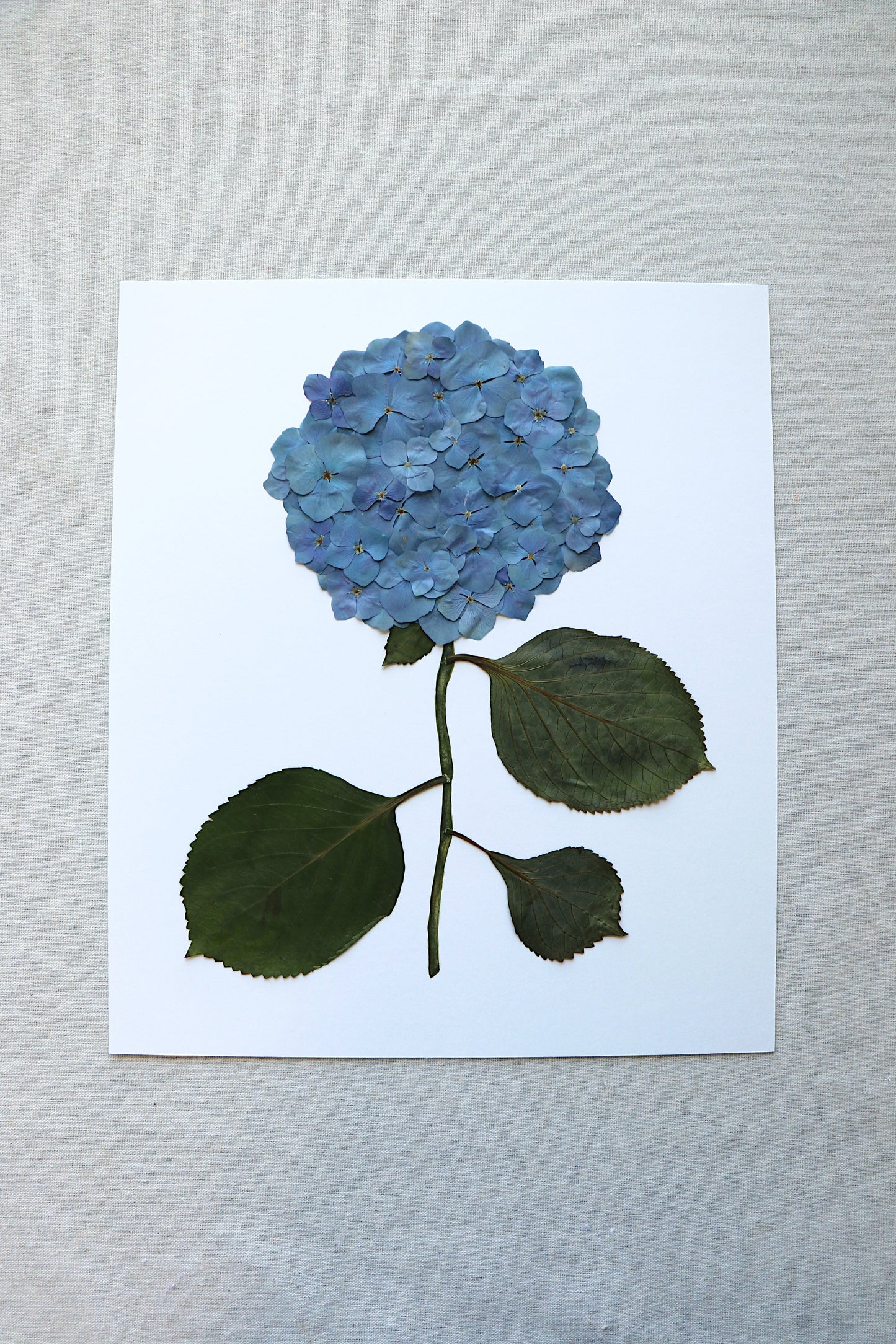 Pressed Hydrangea in Gold Frame