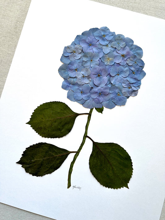Unframed Pressed Hydrangea 1