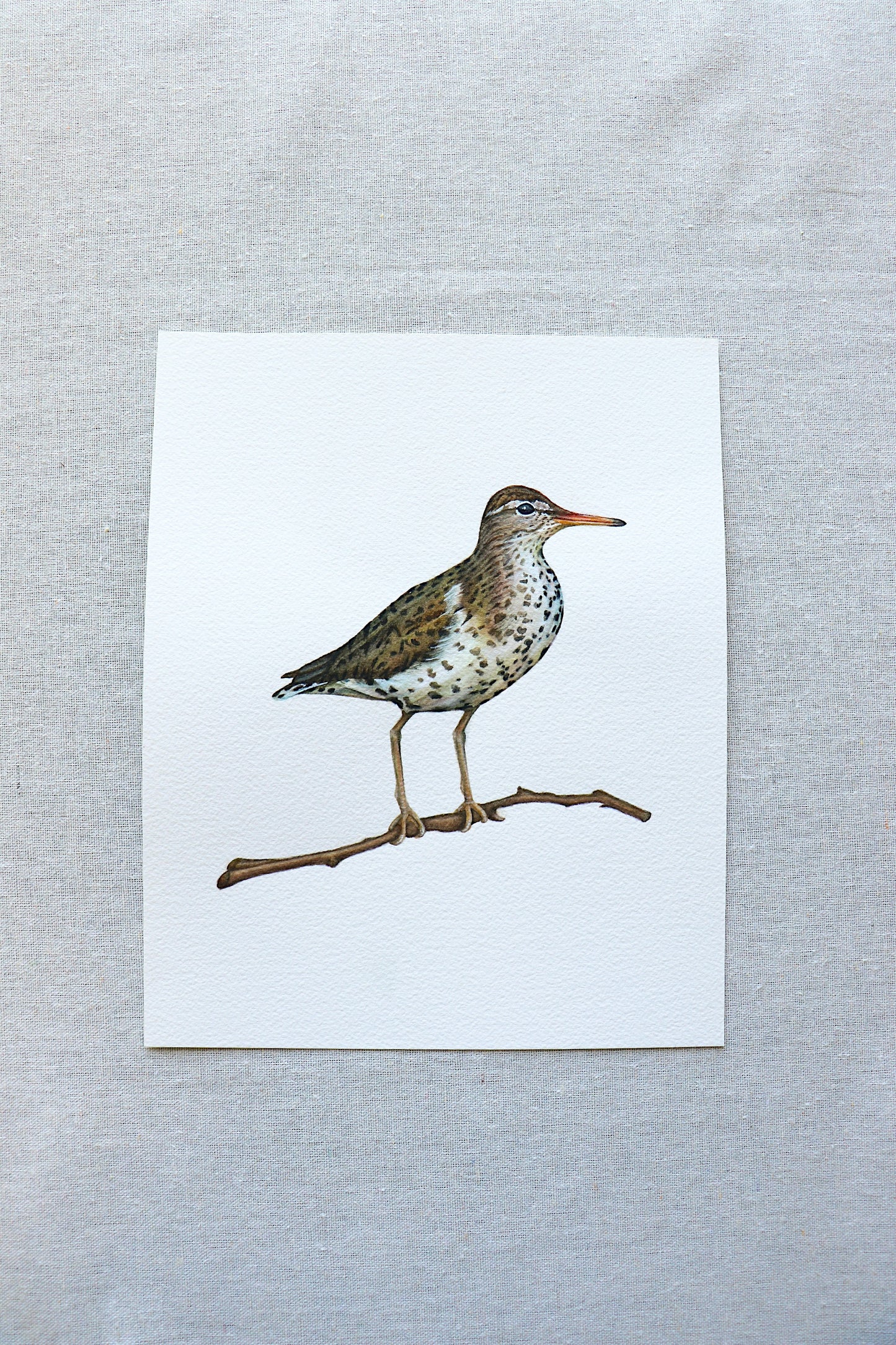 Sand Piper | Original Painting