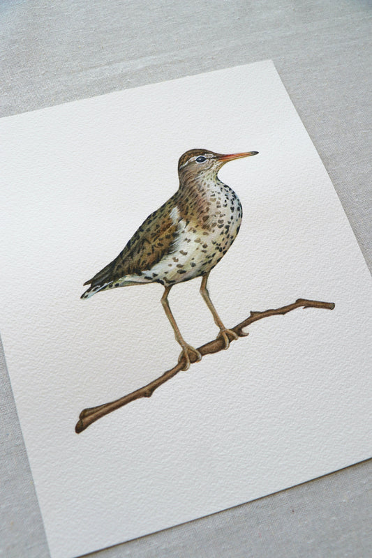 Sand Piper | Original Painting