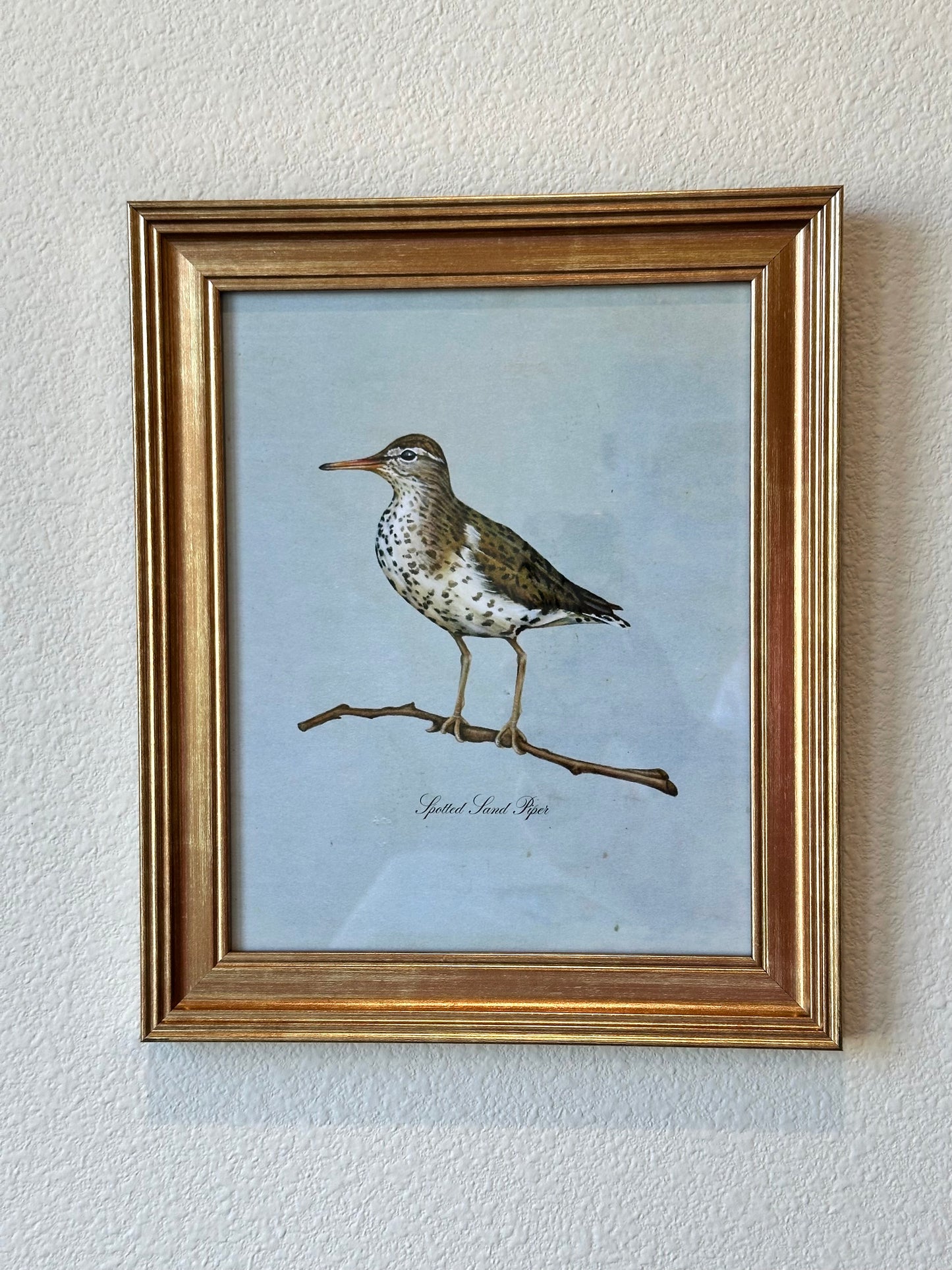 Framed Spotted Sandpiper on Blue