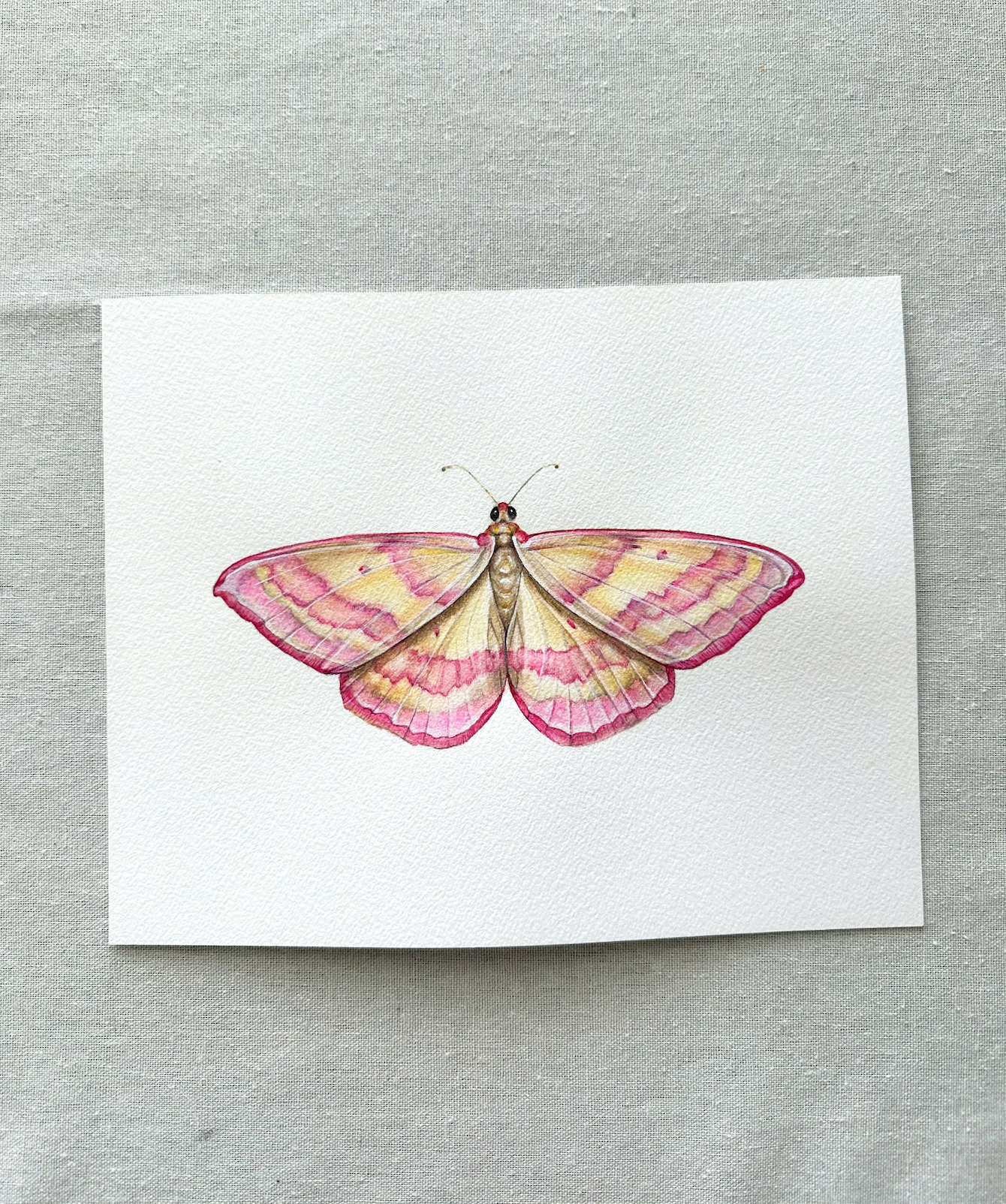 Pink-Barred Moth | Original Painting