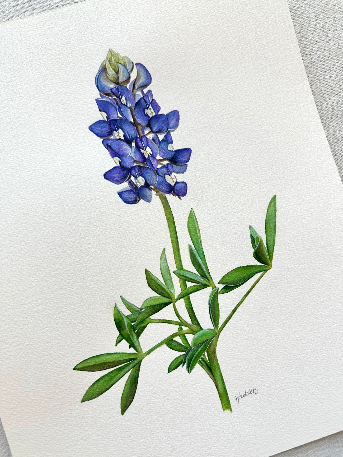 Texas Bluebonnet | Original Painting