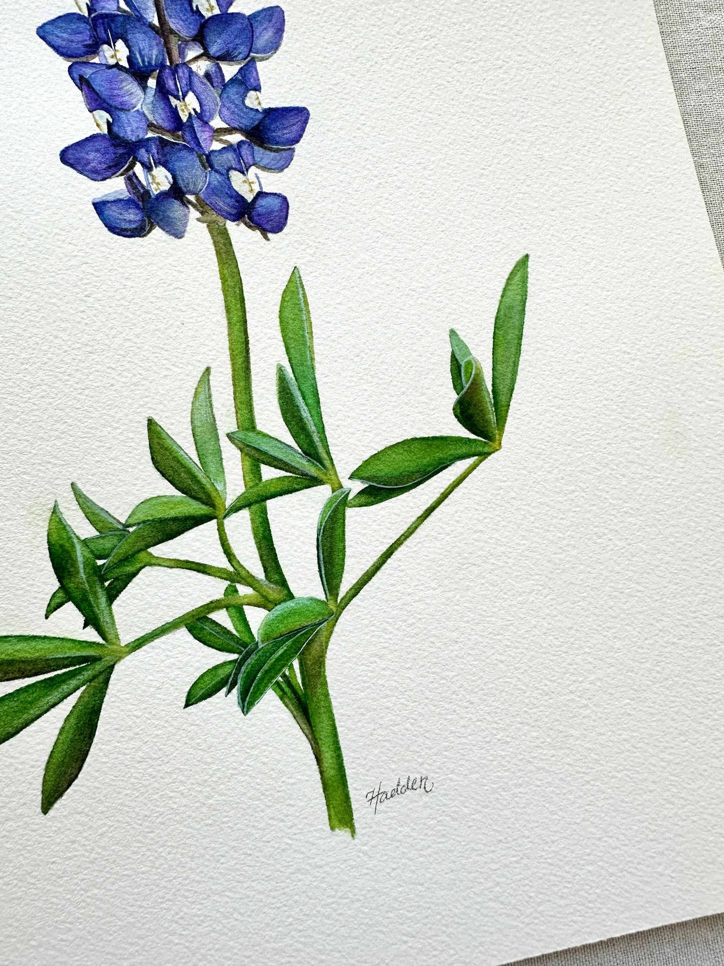 Texas Bluebonnet | Original Painting