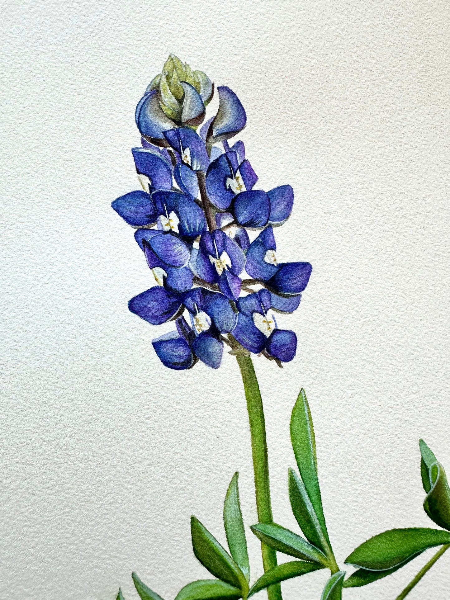 Texas Bluebonnet | Original Painting