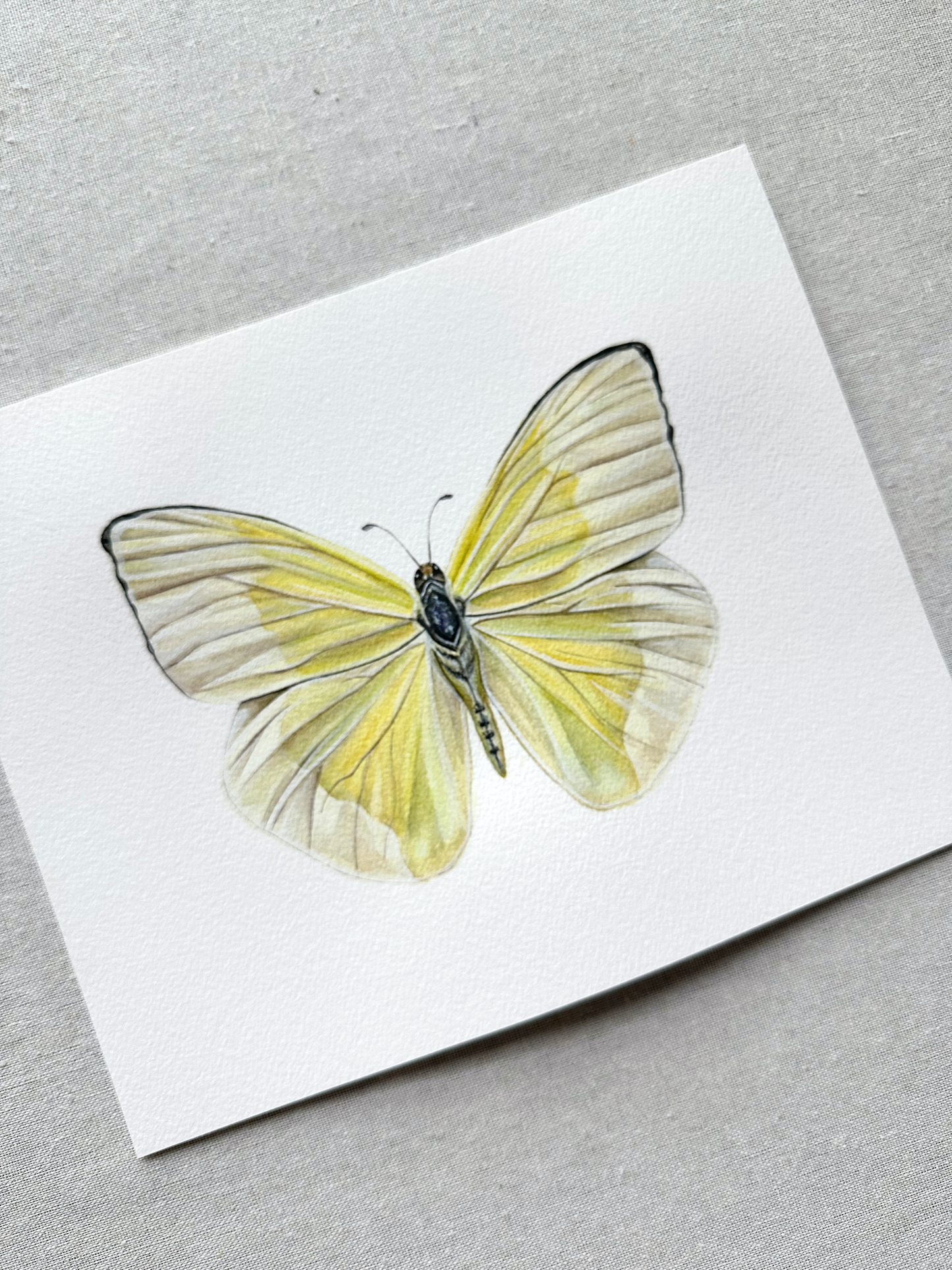 Yellow Sulphur Butterfly | Original Painting