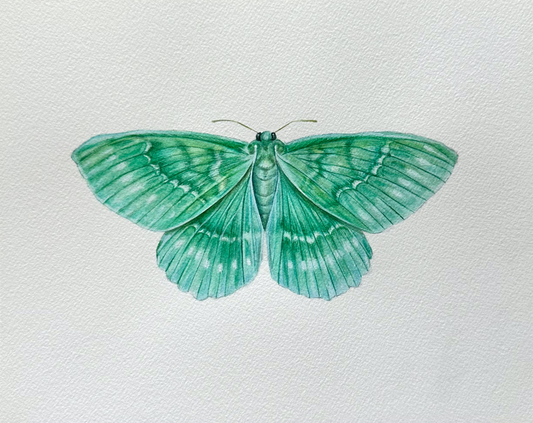Emerald Moth | Original Painting