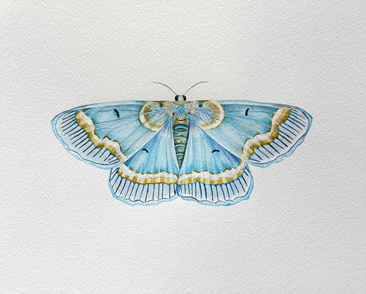 Baby Blue Moth | Original Painting