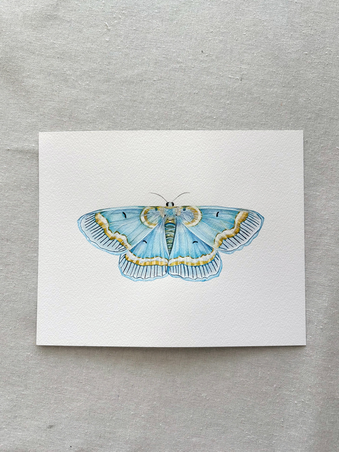 Baby Blue Moth | Original Painting
