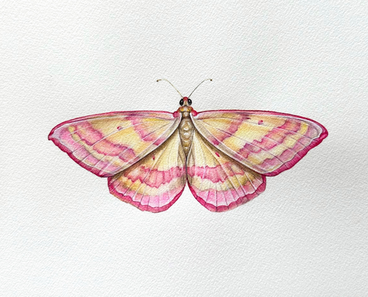 Pink-Barred Moth | Original Painting