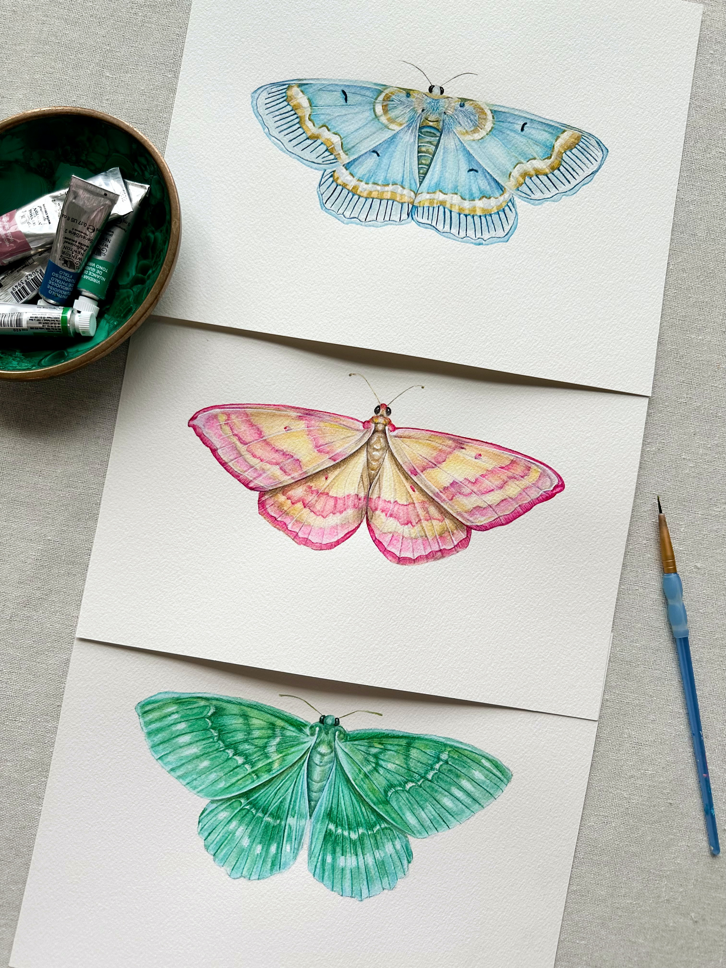 Pink-Barred Moth | Original Painting