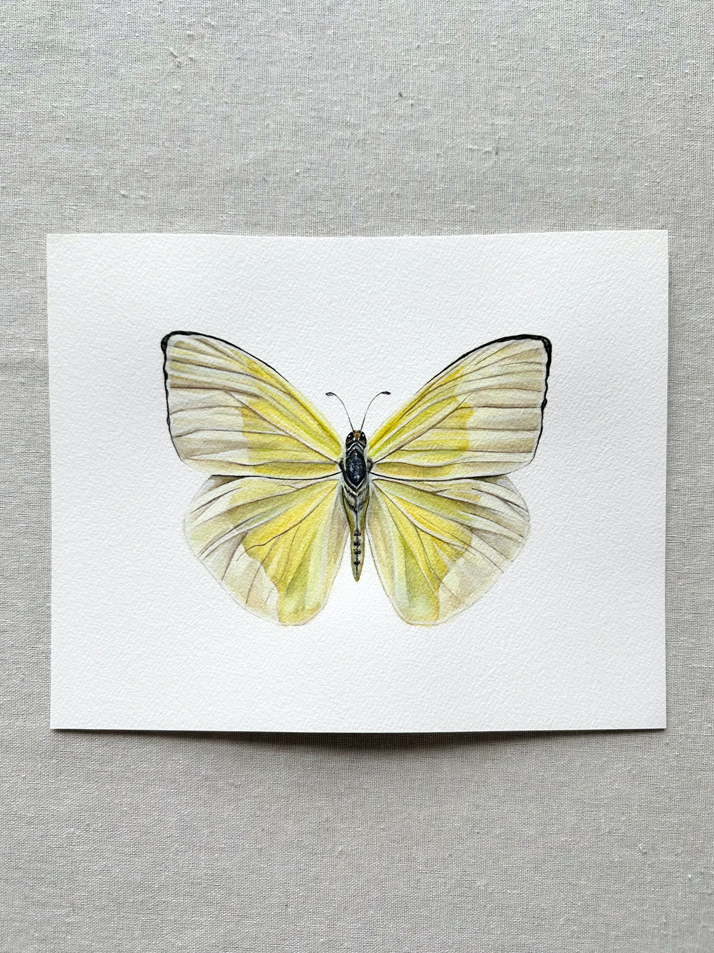 Yellow Sulphur Butterfly | Original Painting