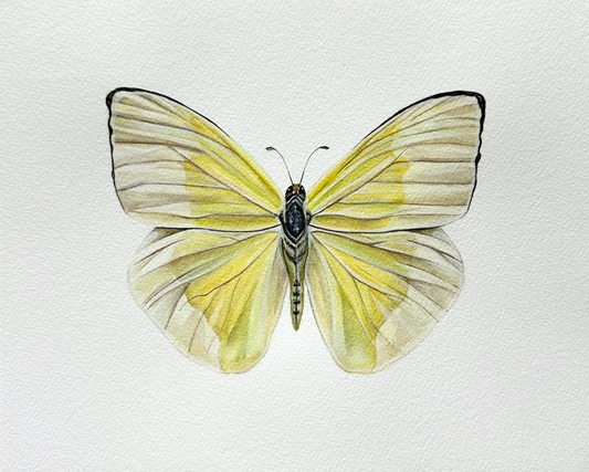 Yellow Sulphur Butterfly | Original Painting