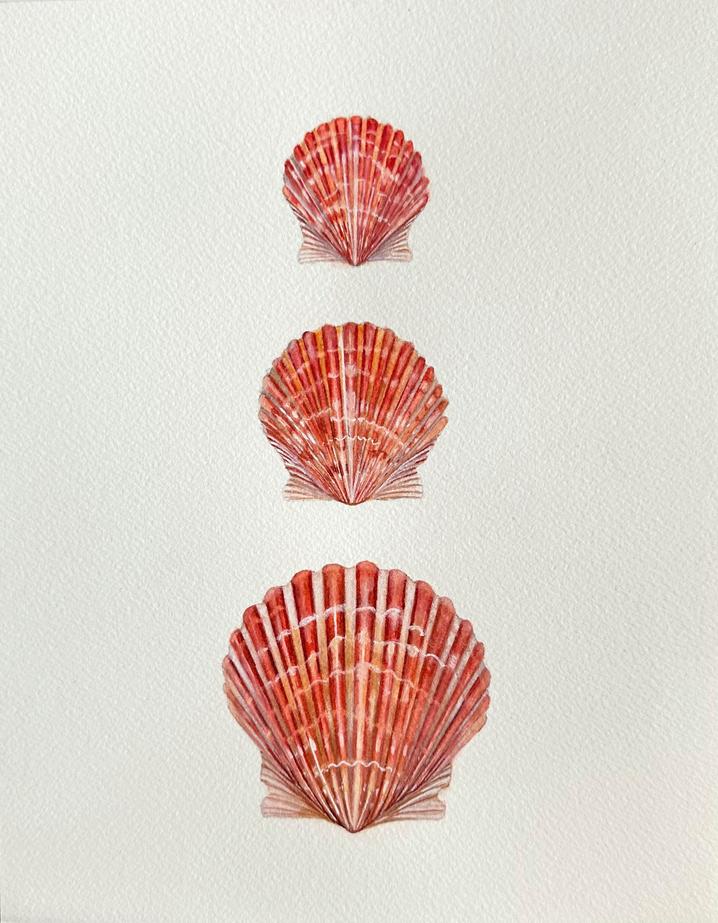 Calico Scallops | Original Painting