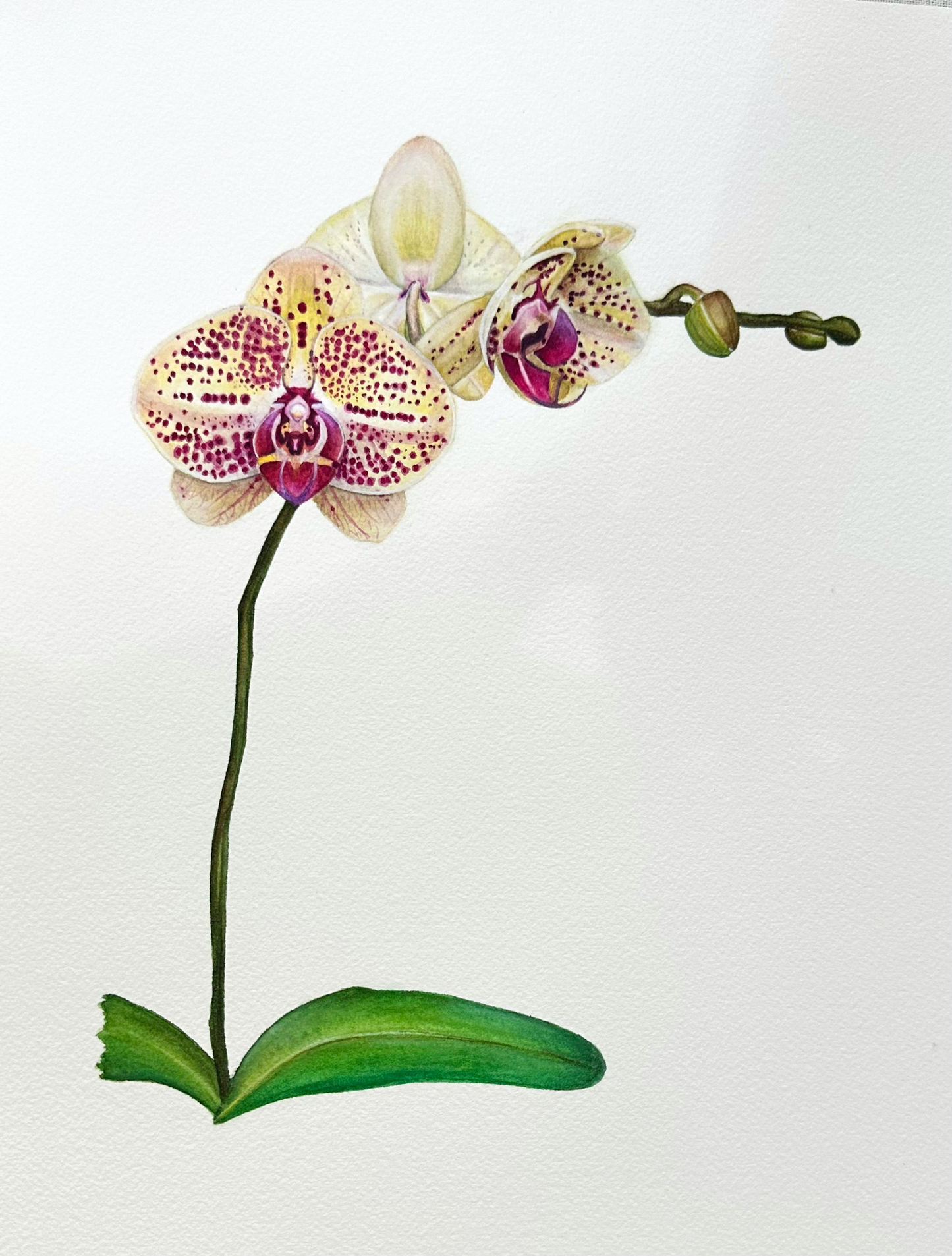 Phalaenopsis Mariola Orchid | Original Painting