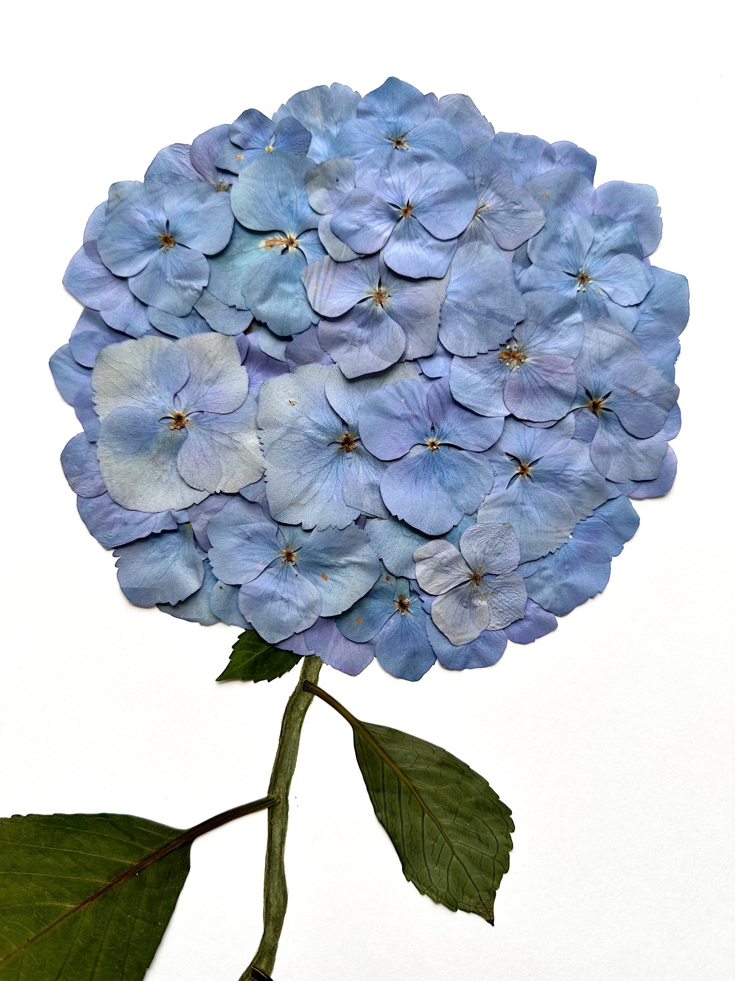 Unframed Pressed Hydrangea 2