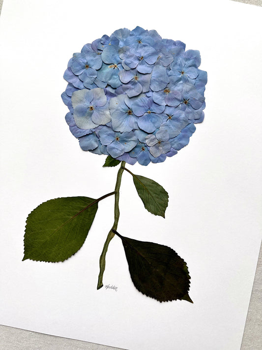 Unframed Pressed Hydrangea 2