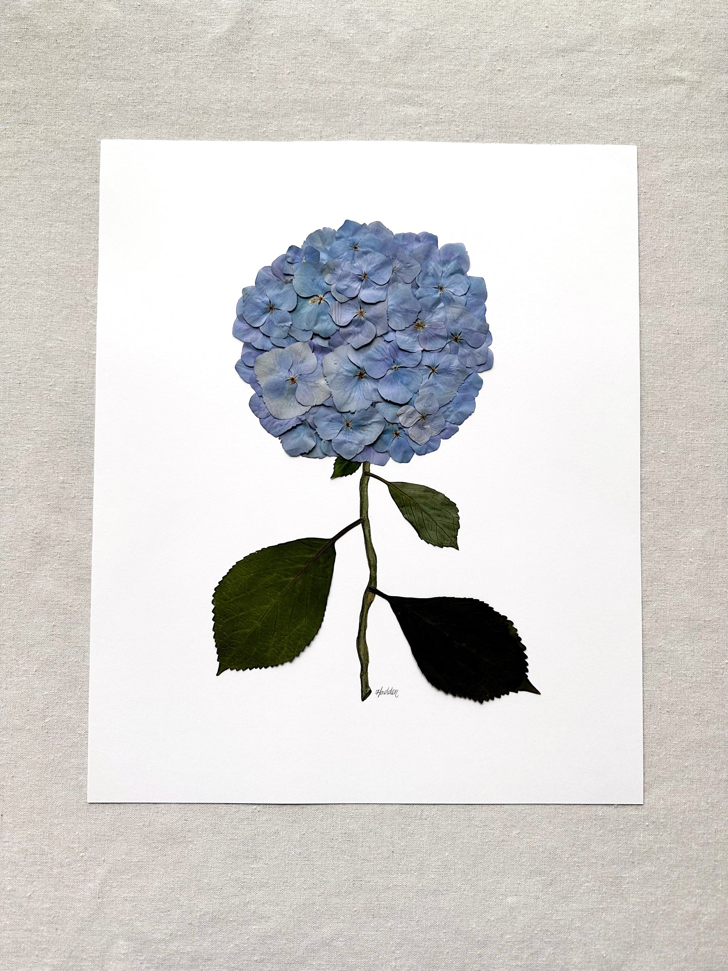 Unframed Pressed Hydrangea 2
