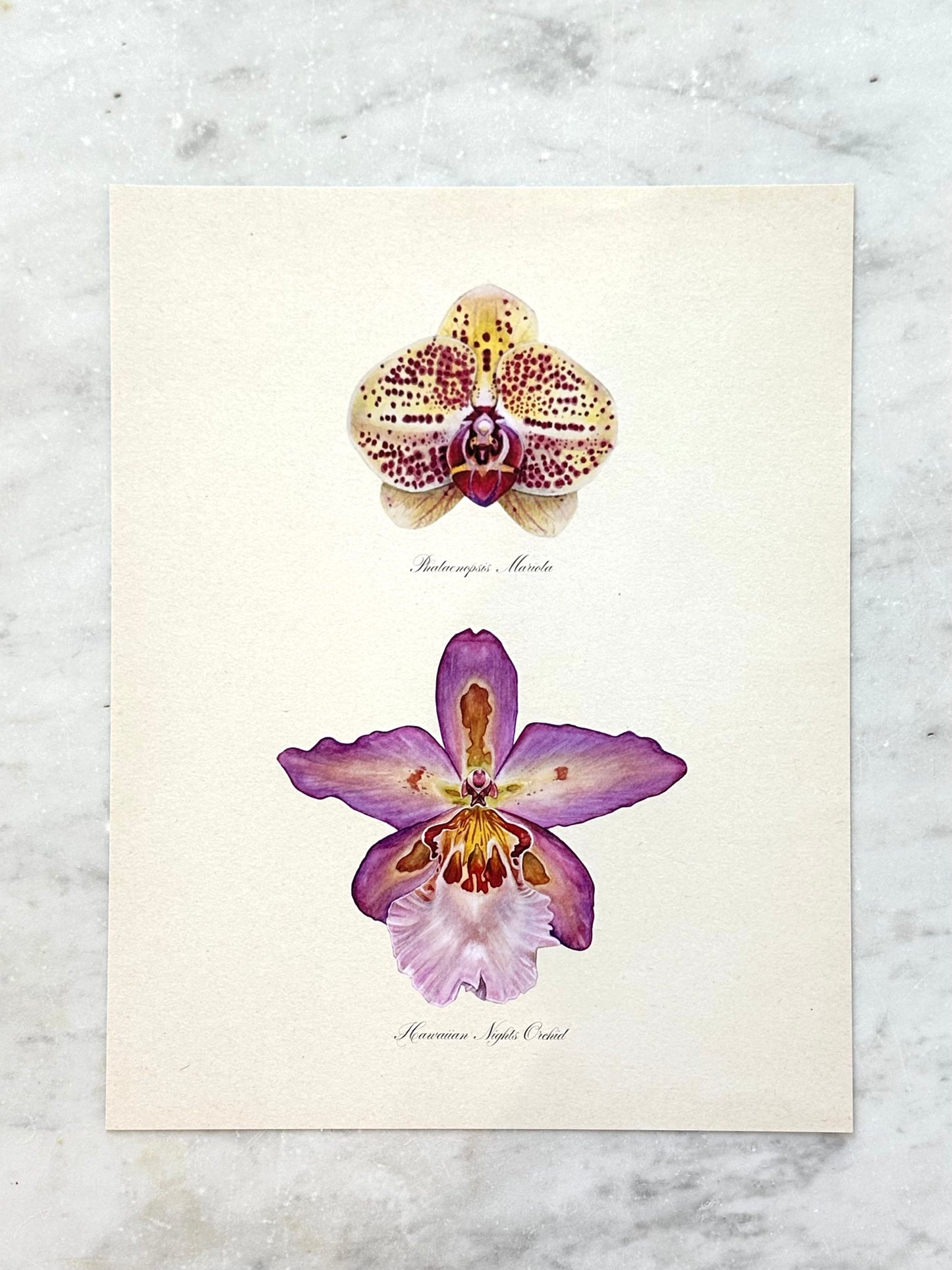 Yellow and Pink Orchid Pair Print