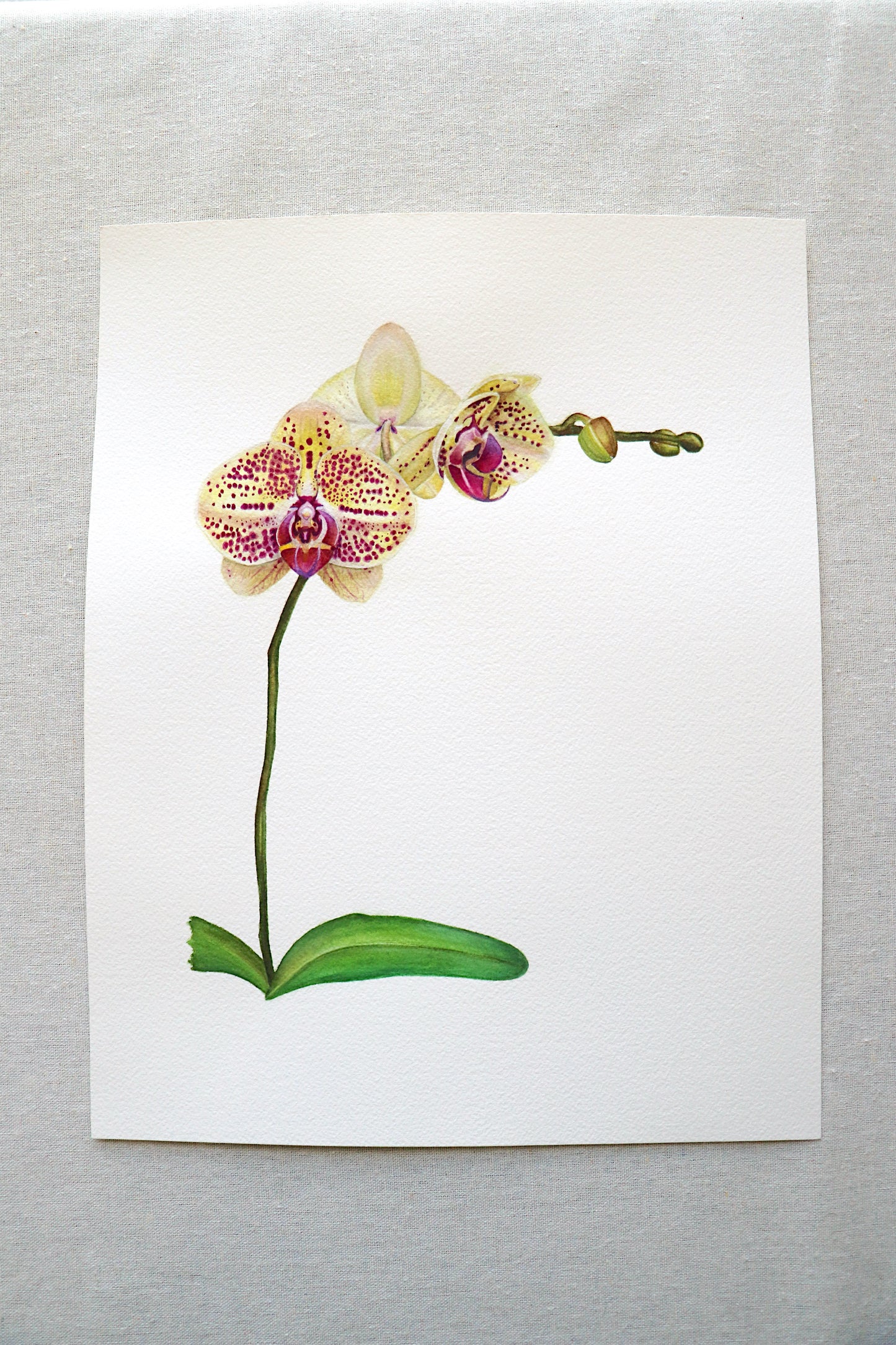 Phalaenopsis Mariola Orchid | Original Painting