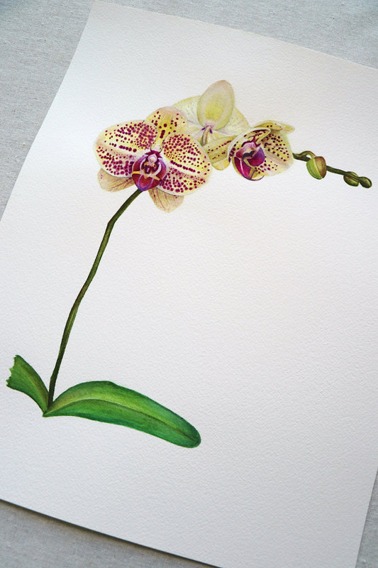 Phalaenopsis Mariola Orchid | Original Painting