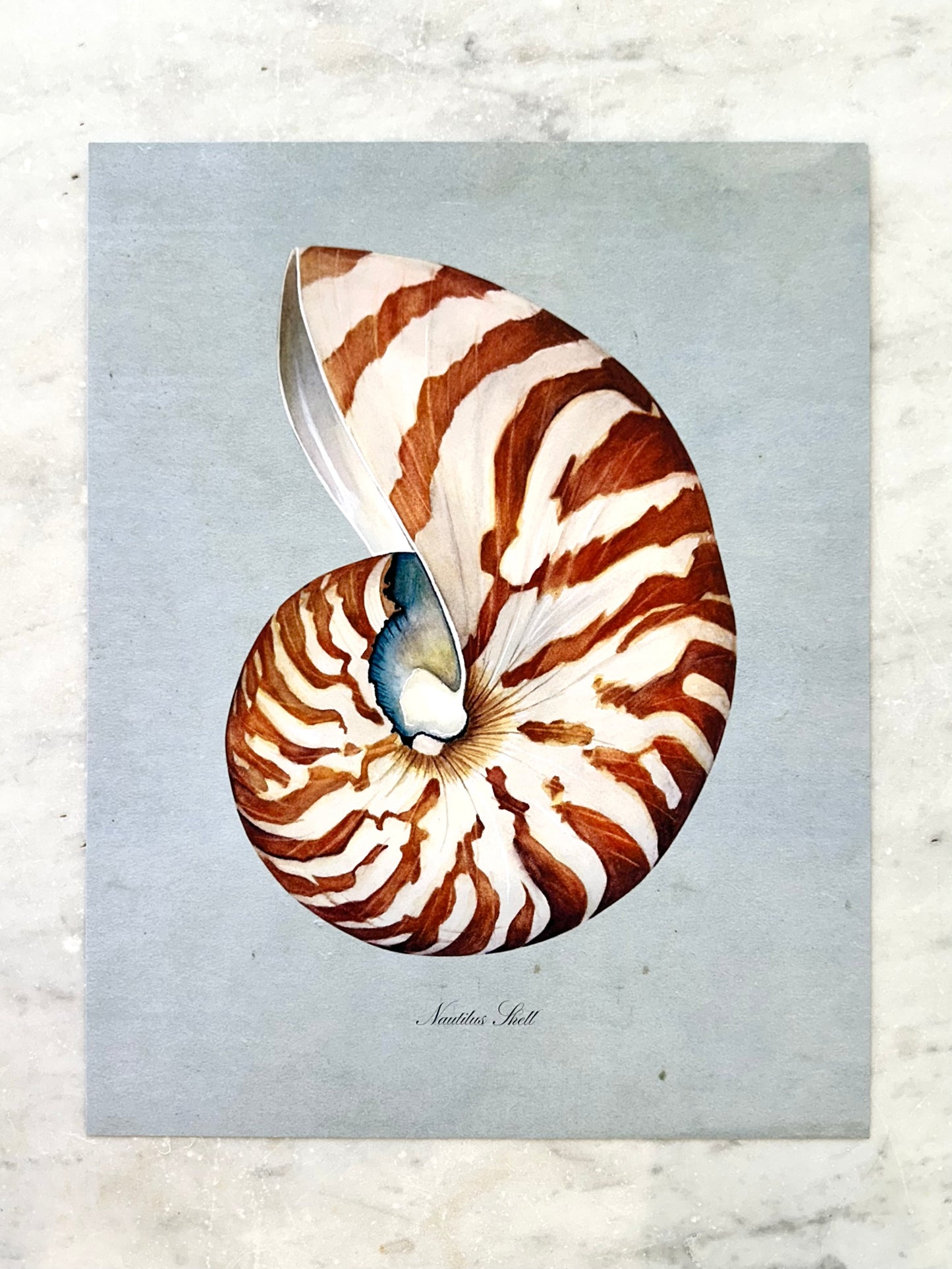 Nautilus Shell Print on Blue