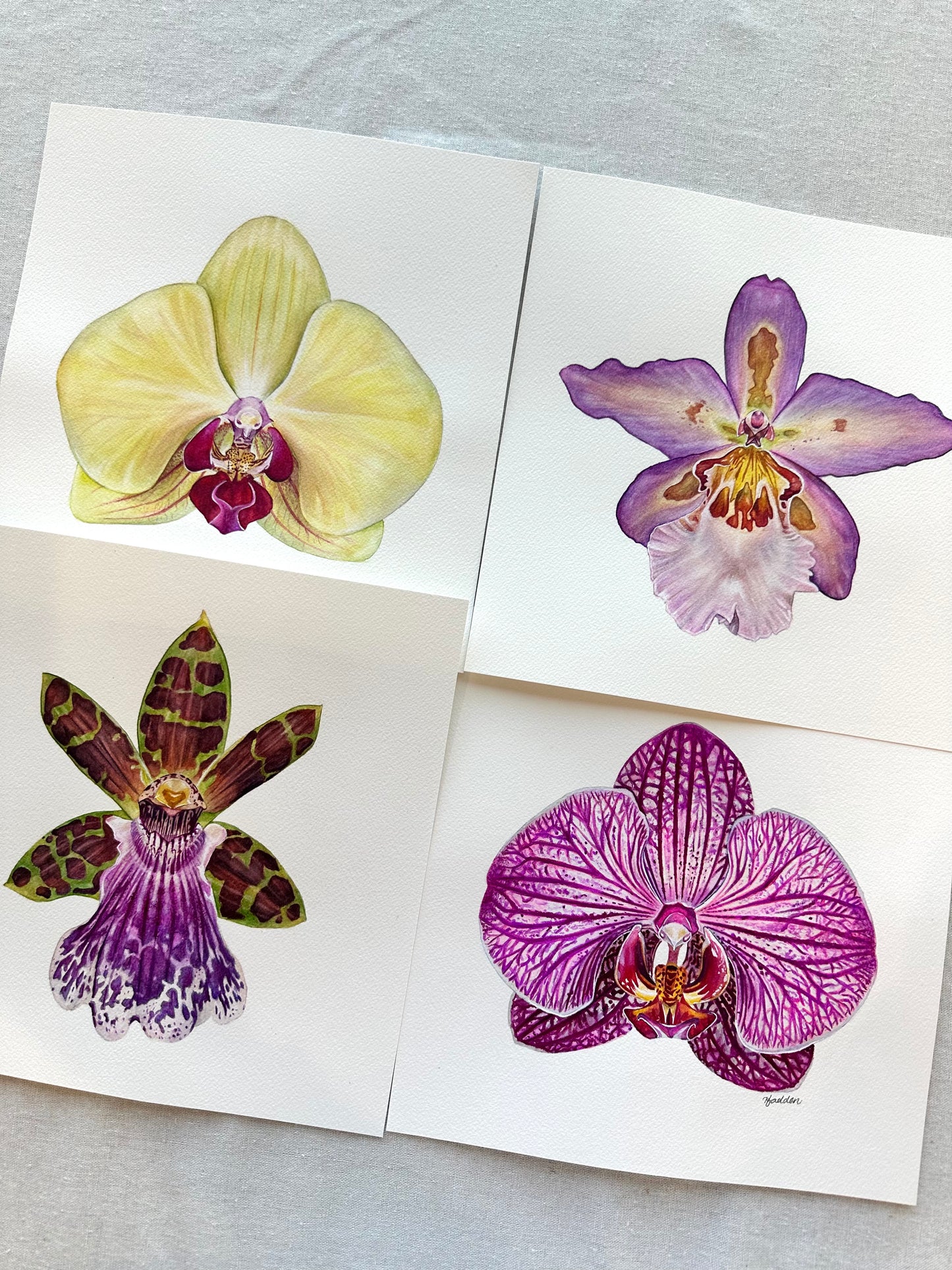 Original Fuller's Gold Princess Orchid