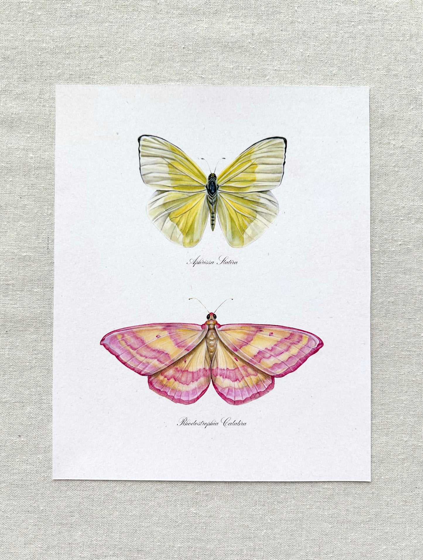 Yellow and Pink Butterfly Print