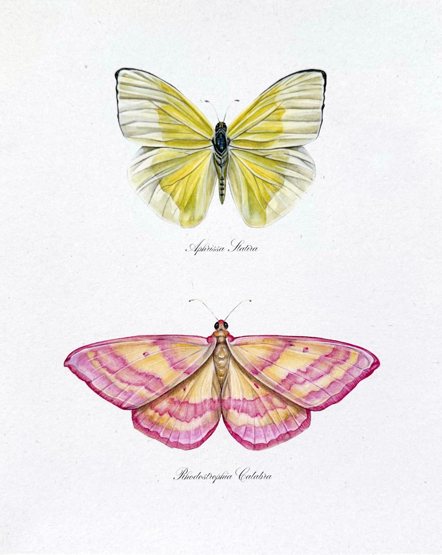 Yellow and Pink Butterfly Print