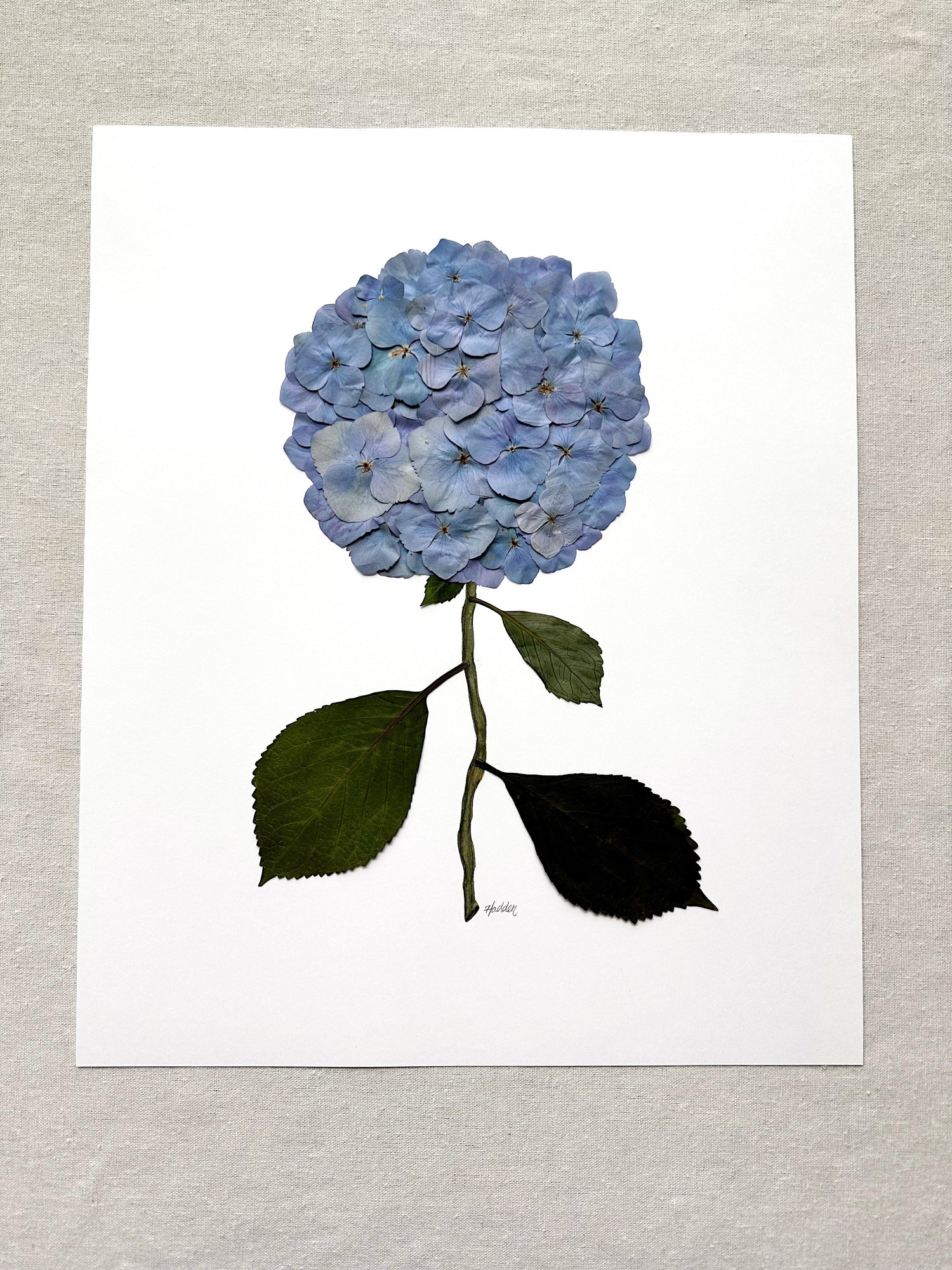 Pressed Hydrangeas
