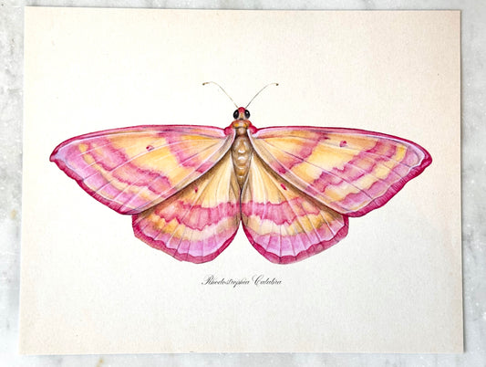 Pink Moth Print