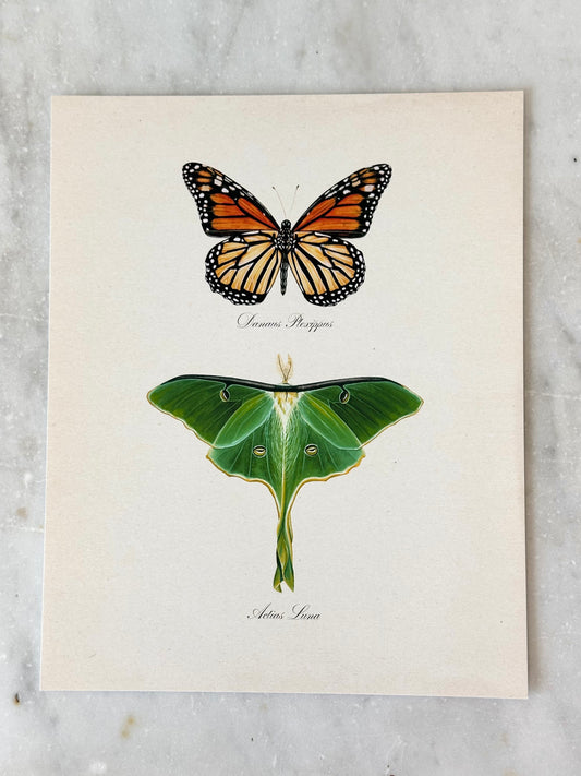 Monarch Butterfly + Luna Moth Print