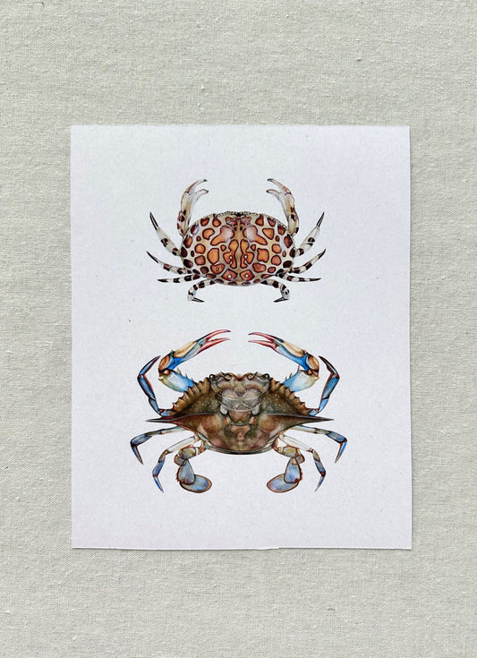 Blue and Calico Crab Print