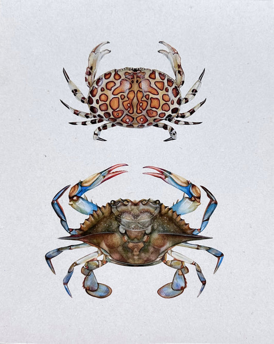 Blue and Calico Crab Print