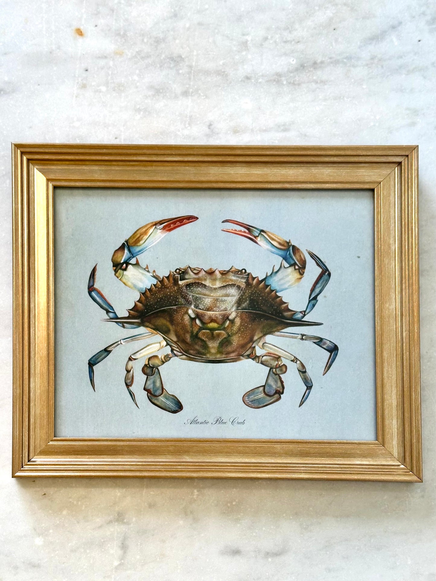 Framed Blue Crab on Blue