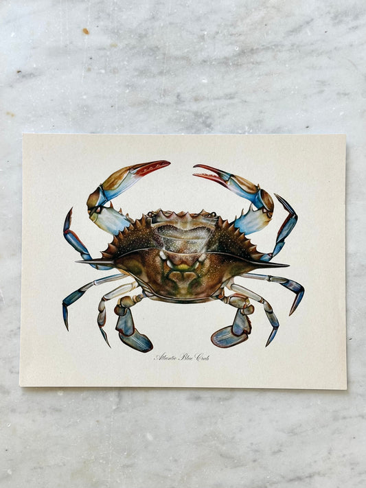 Blue Crab Print