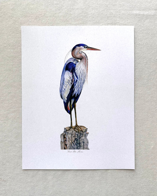 Blue Heron Print
