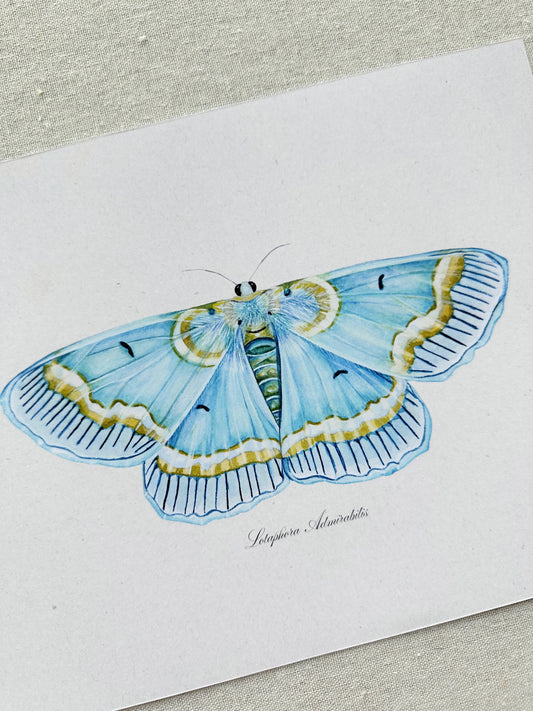 Blue Moth Print