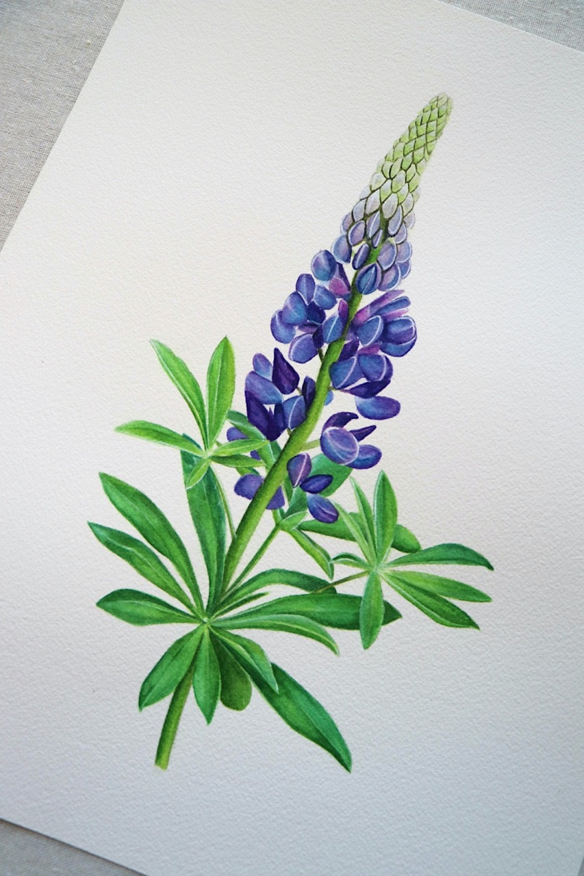 Lupine | Original Painting