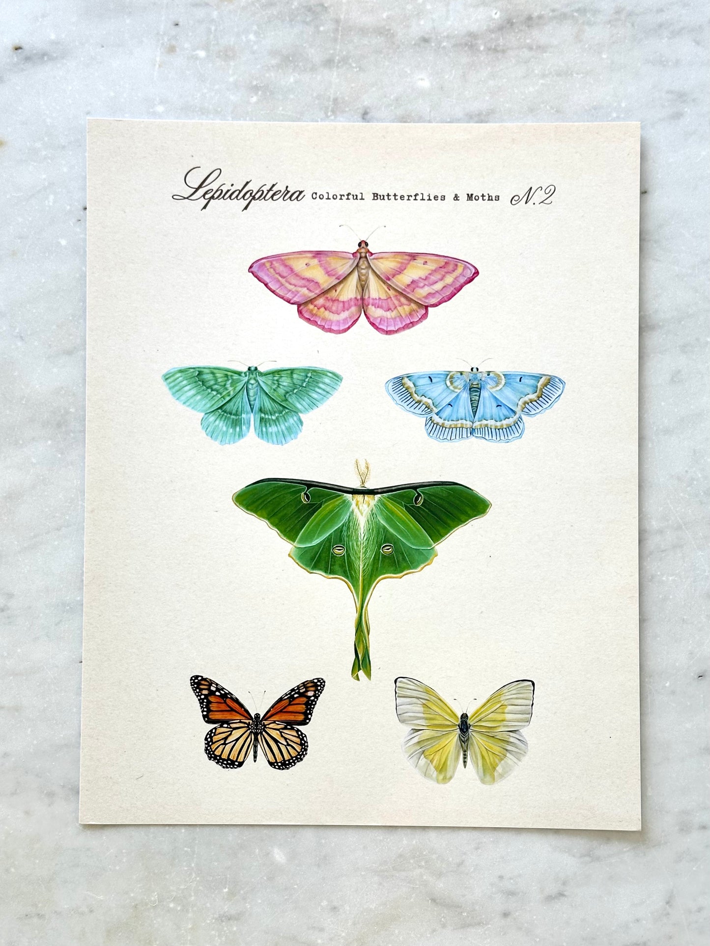 Butterfly + Moth Taxonomy #2 Print