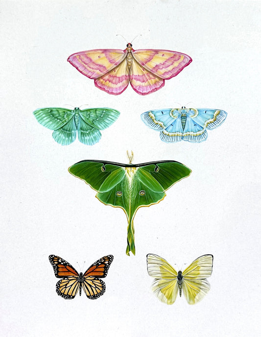 Butterfly and Moth Collage